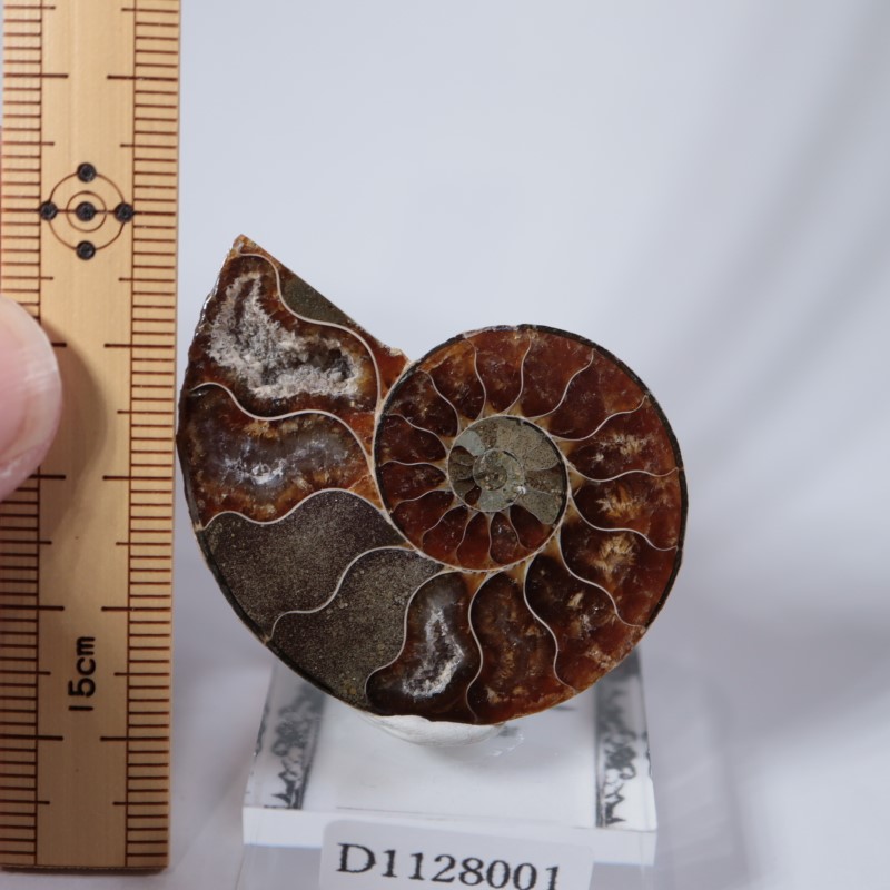 マダガスカル産 アンモナイト | 鉱物標本,その他の鉱物 | ほたるみねら