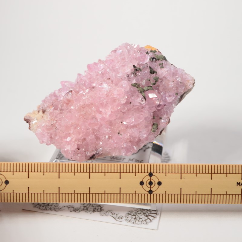 ���󥴻������Х�ȥ��륵����