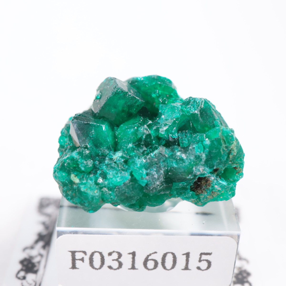 ���󥴻� �������ץơ���