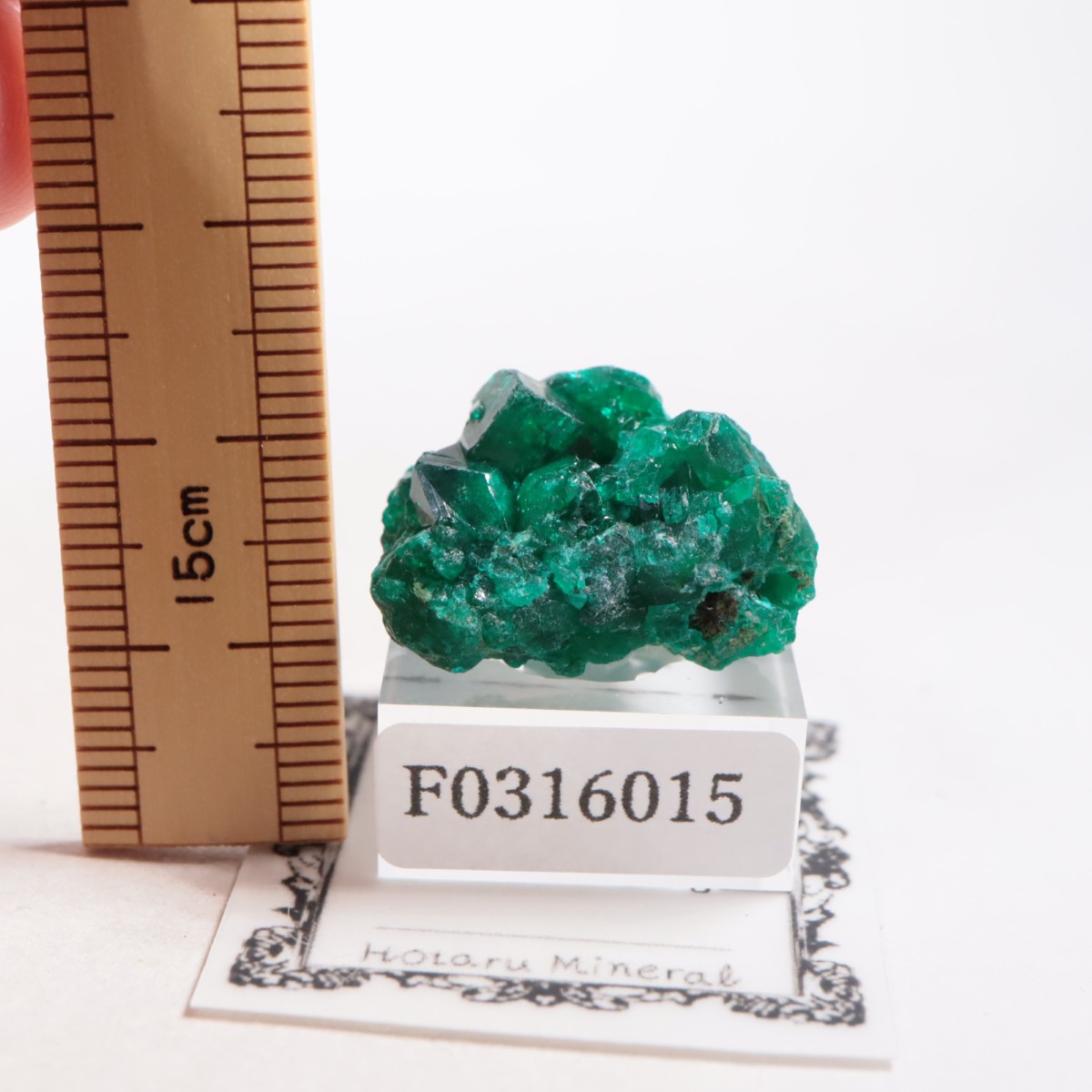 ���󥴻� �������ץơ���