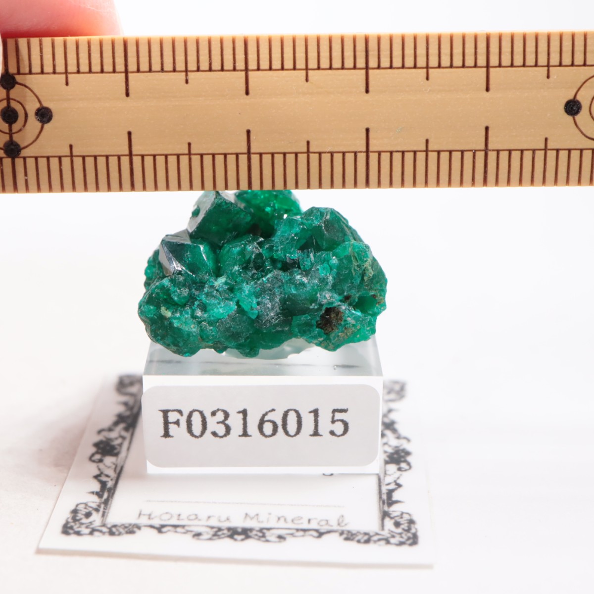 ���󥴻� �������ץơ���