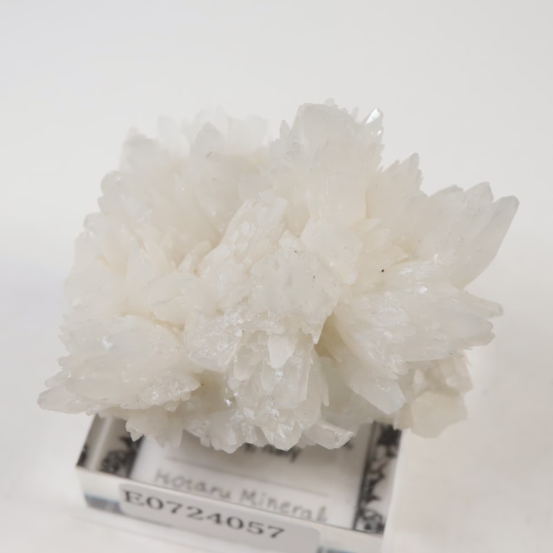 �����ꥢ�������쥹�ƥ���ʥ��쥹�����ȡ�