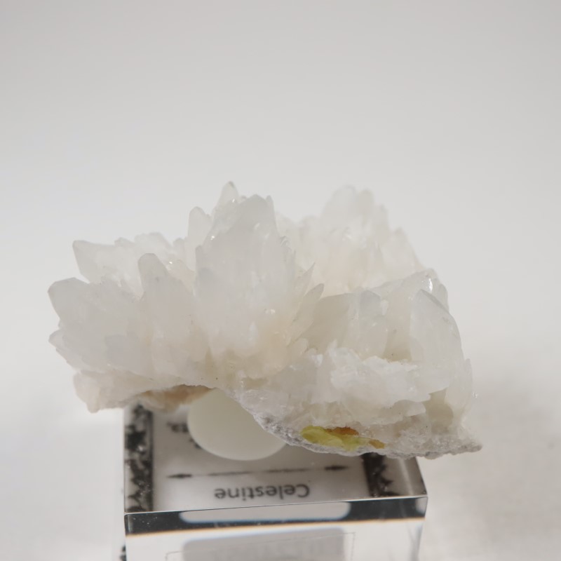 �����ꥢ�������쥹�ƥ���ʥ��쥹�����ȡ�