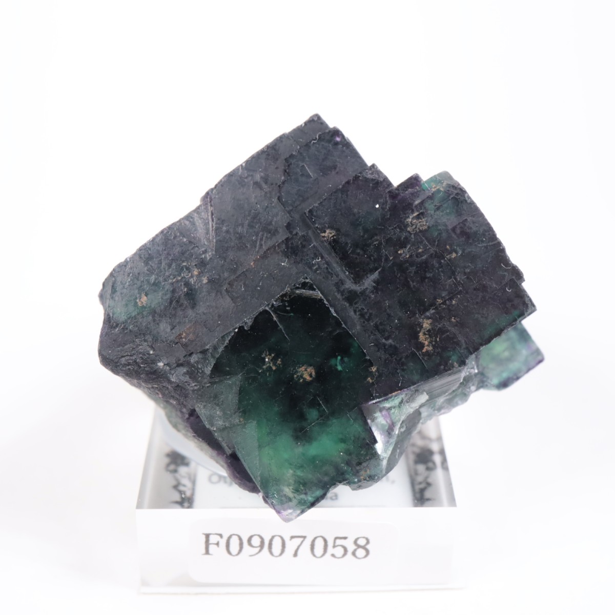 �����륹�ۻ��� �ե����饤��