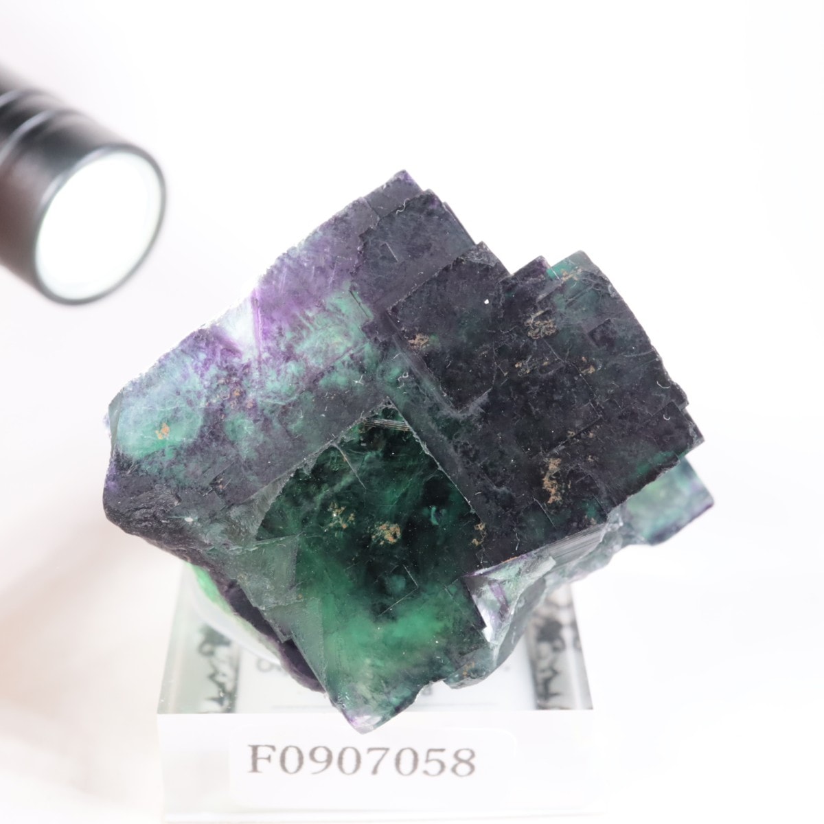 �����륹�ۻ��� �ե����饤��