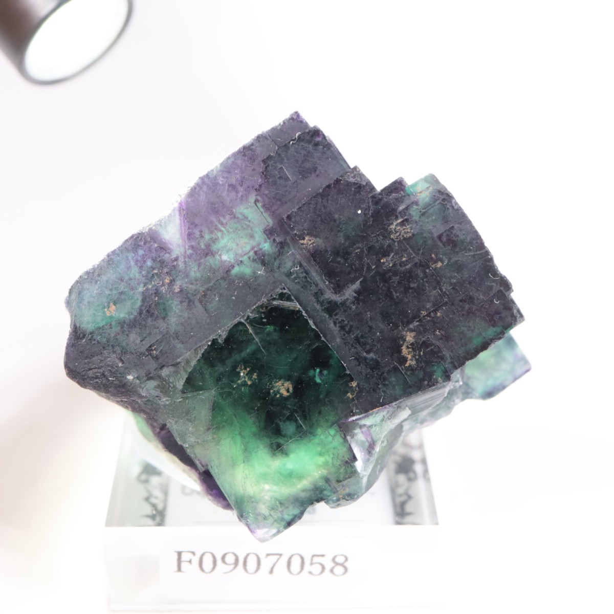 �����륹�ۻ��� �ե����饤��