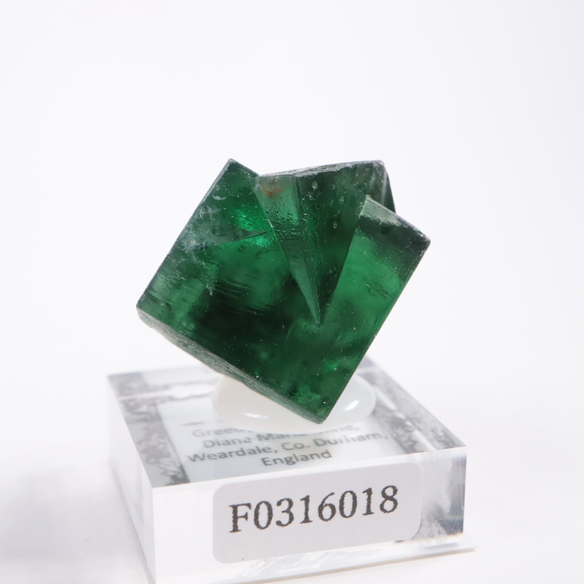 Greedy Hog Pocket ե饤