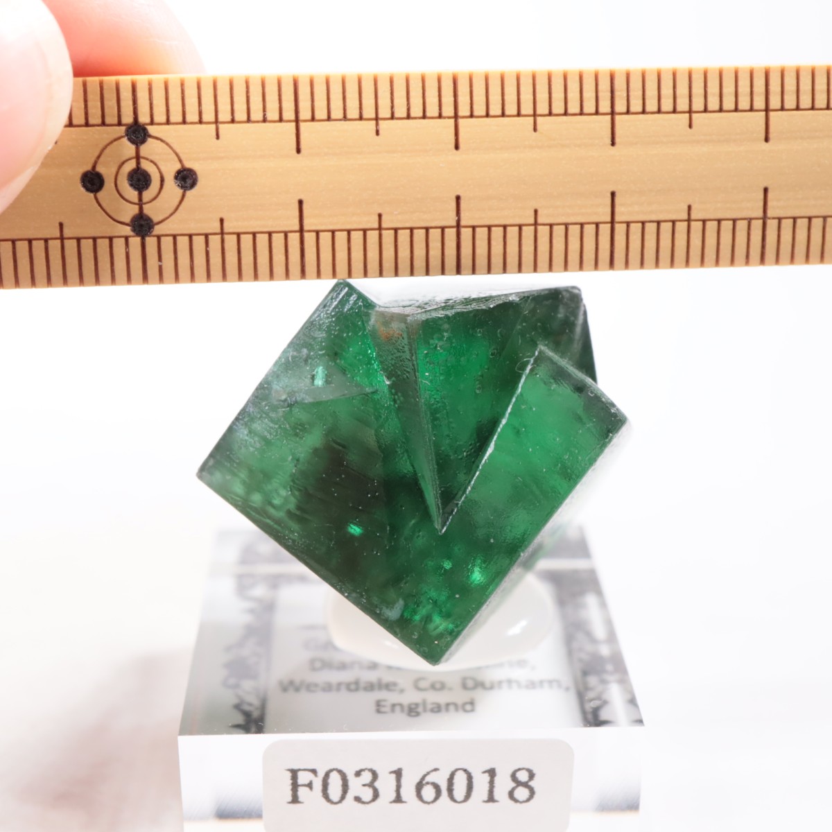 Greedy Hog Pocket ե饤