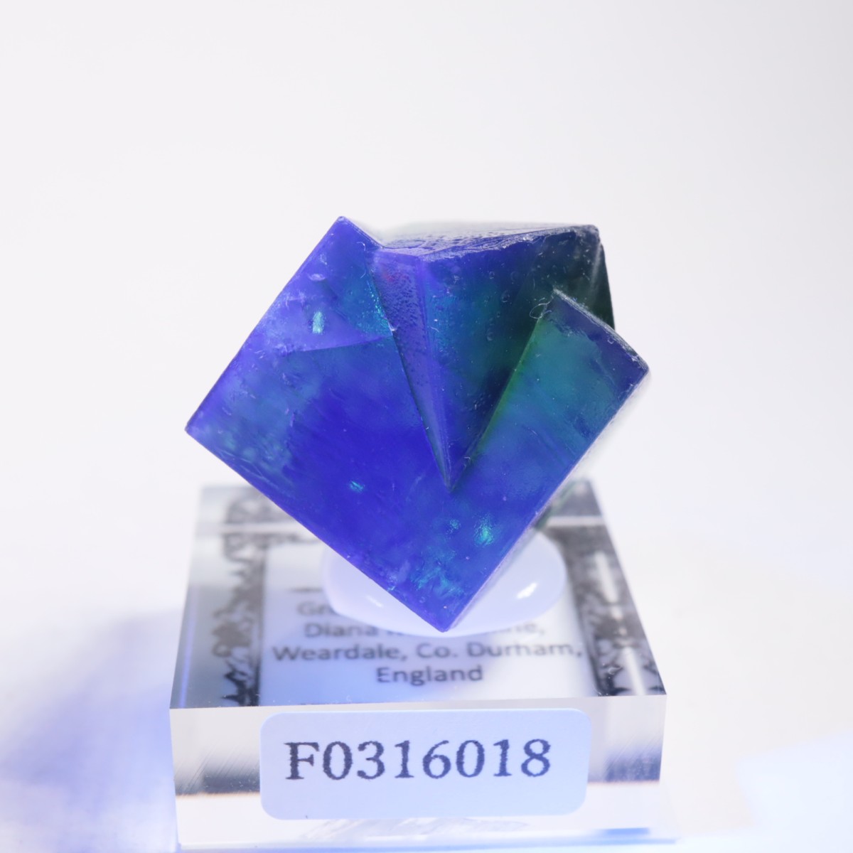 Greedy Hog Pocket ե饤