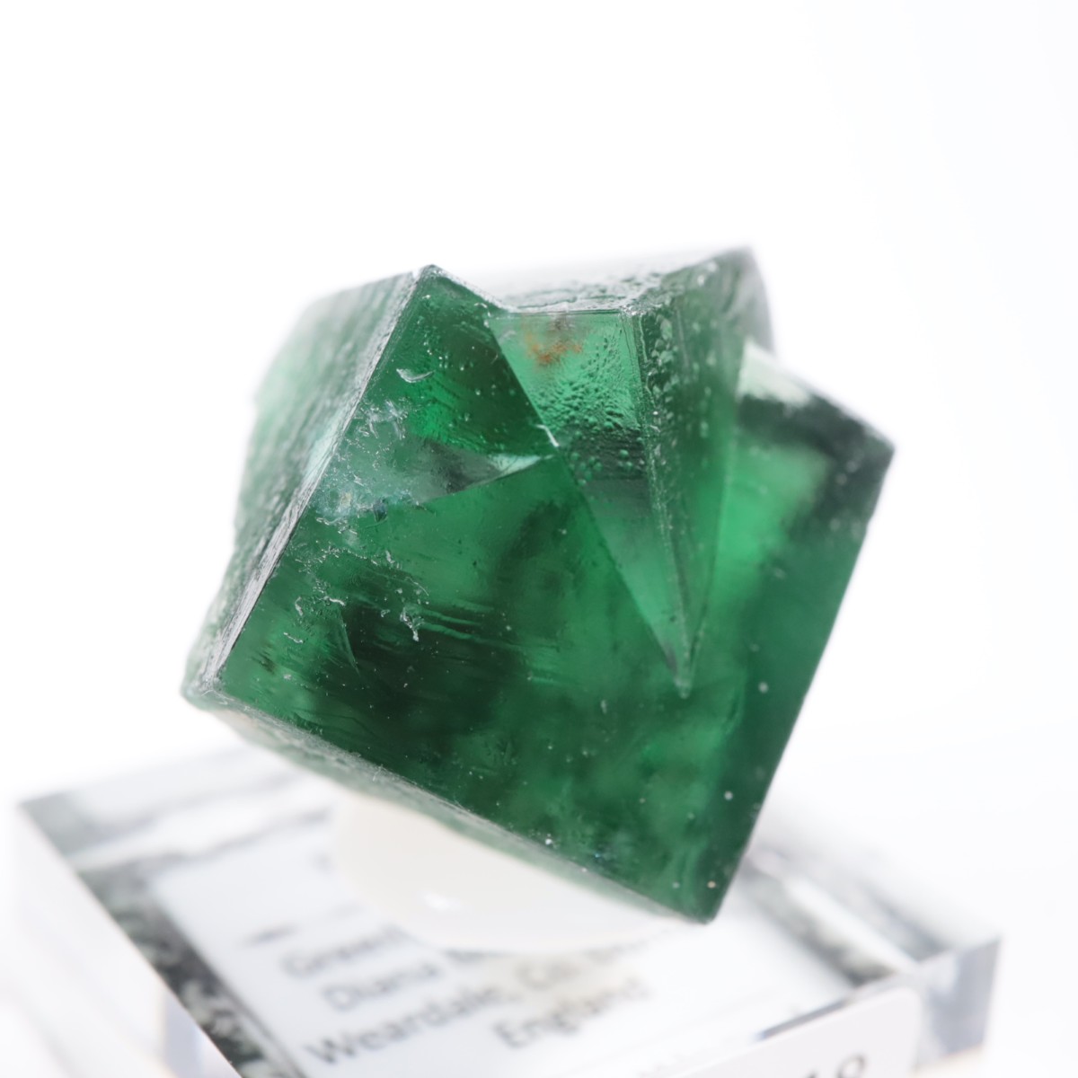 Greedy Hog Pocket ե饤