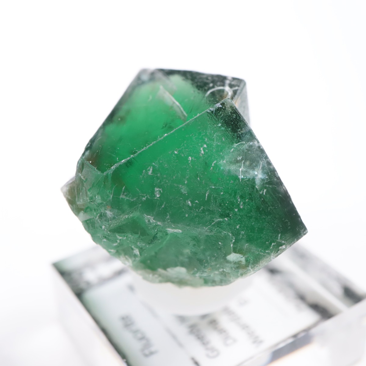 Greedy Hog Pocket ե饤