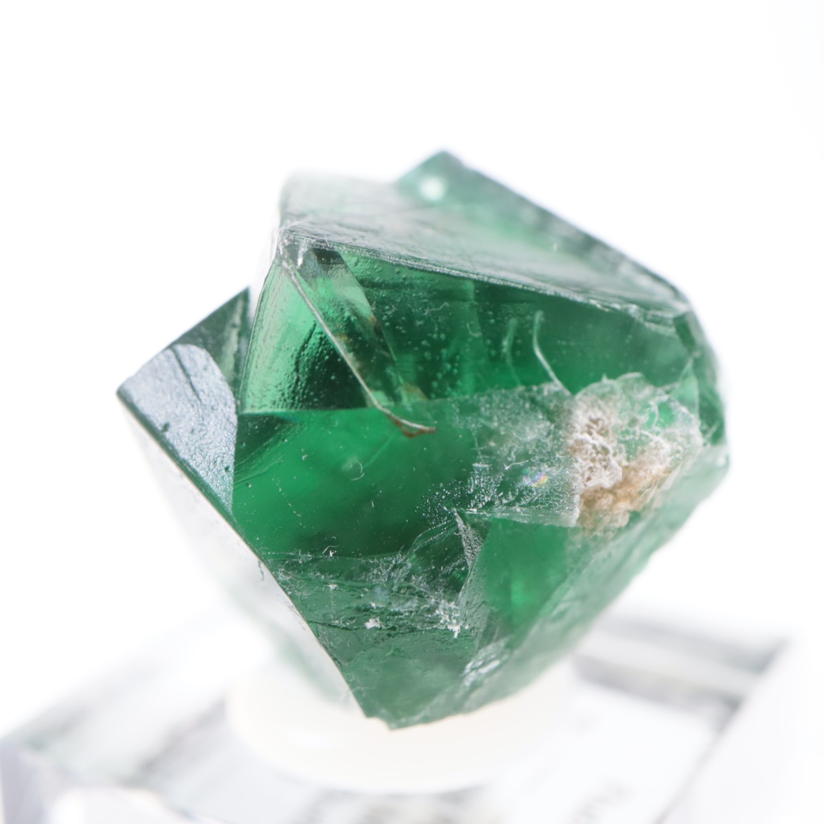 Greedy Hog Pocket ե饤