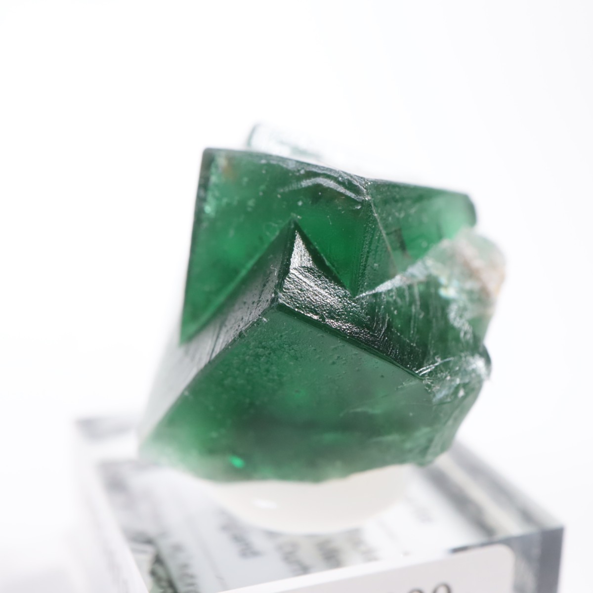 Greedy Hog Pocket ե饤