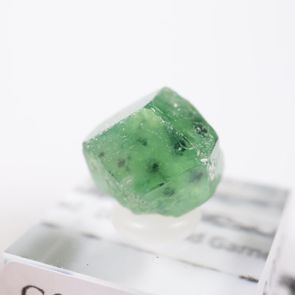 �ѥ������� �ǥޥ�ȥ��ɥ����ͥå�