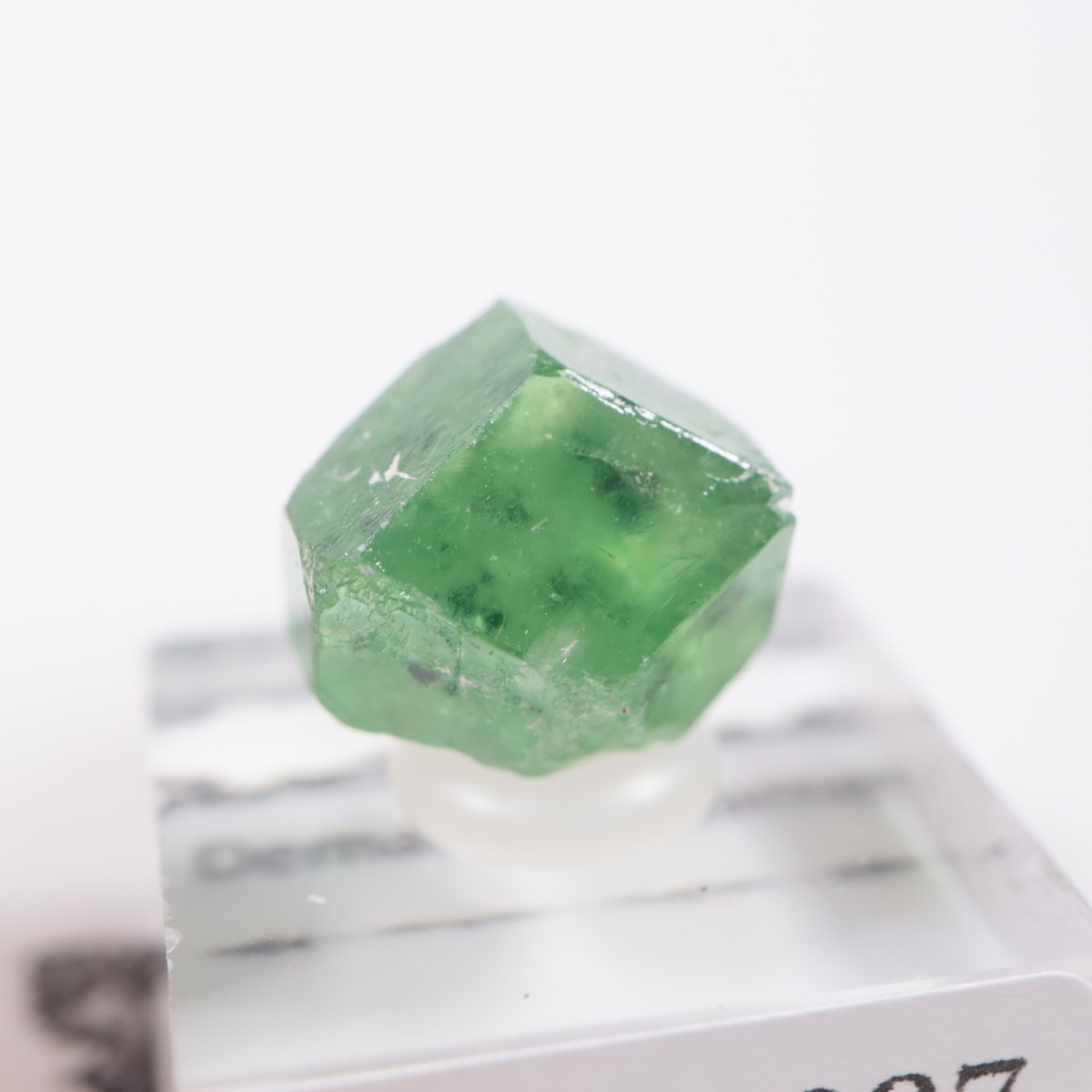 �ѥ������� �ǥޥ�ȥ��ɥ����ͥå�