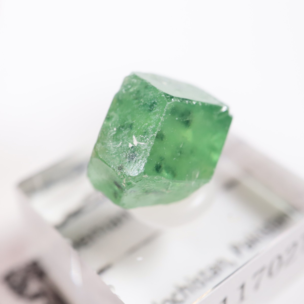 �ѥ������� �ǥޥ�ȥ��ɥ����ͥå�