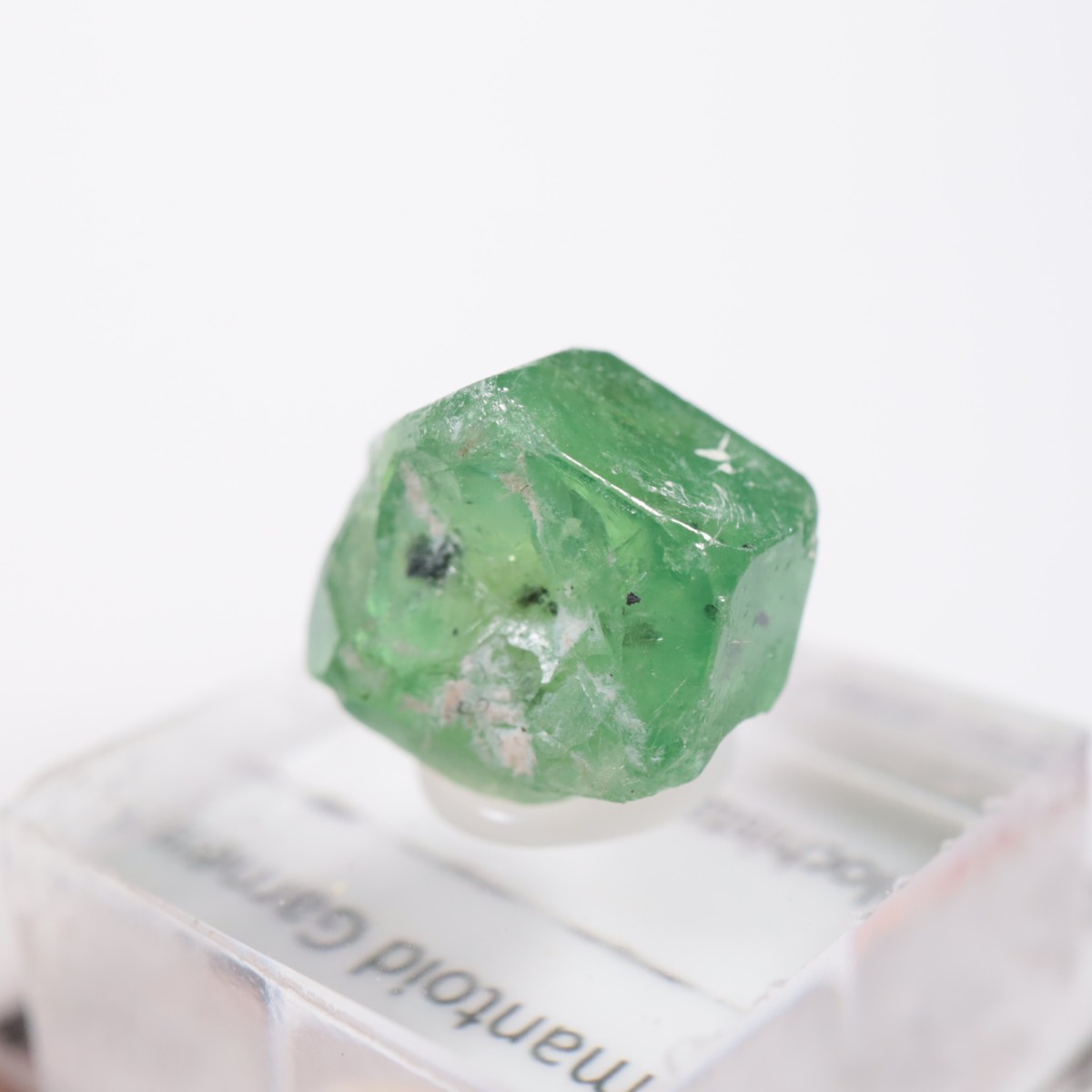 �ѥ������� �ǥޥ�ȥ��ɥ����ͥå�