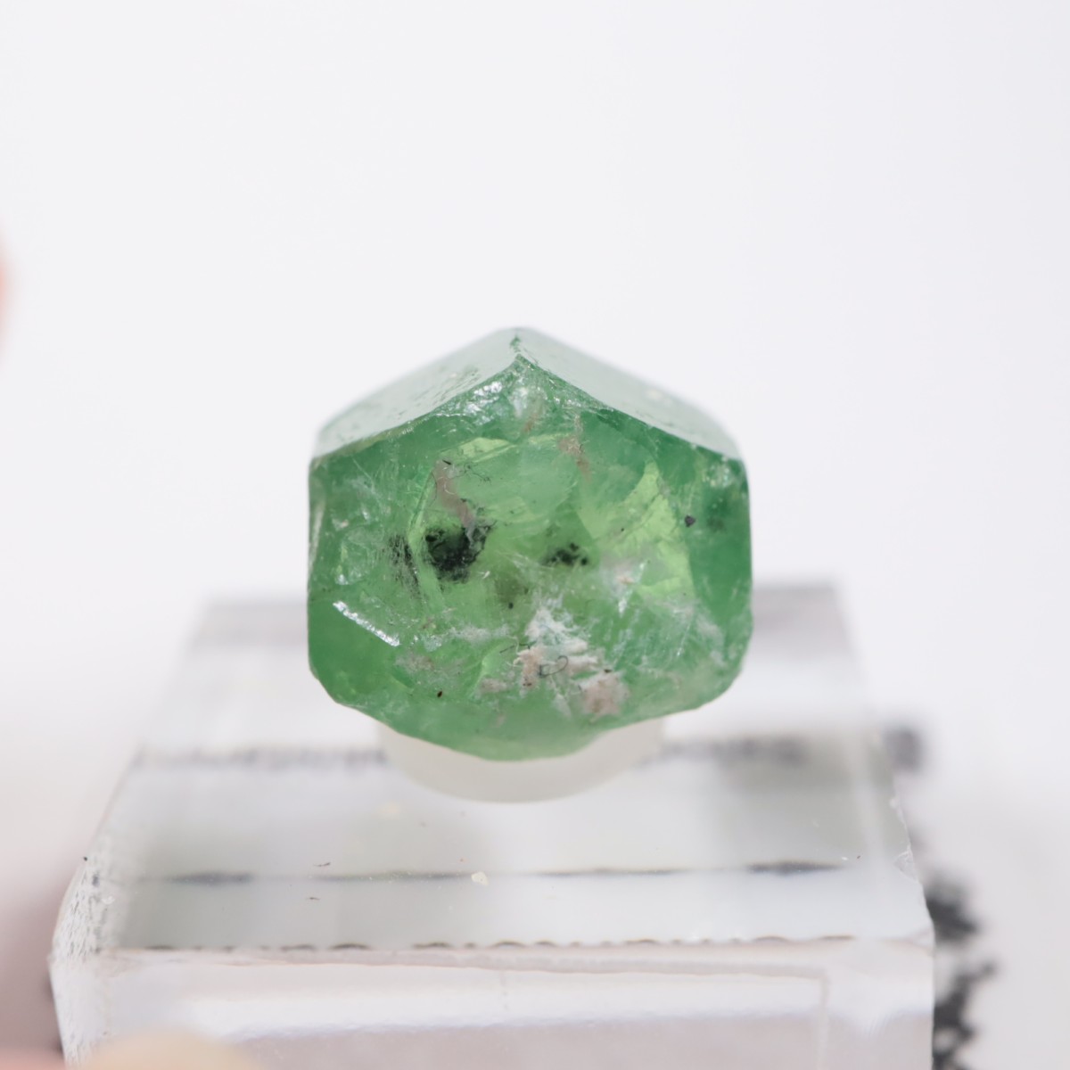 �ѥ������� �ǥޥ�ȥ��ɥ����ͥå�