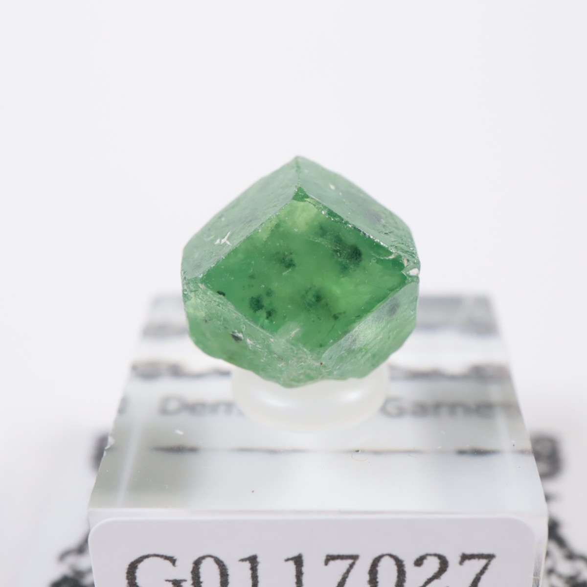 �ѥ������� �ǥޥ�ȥ��ɥ����ͥå�