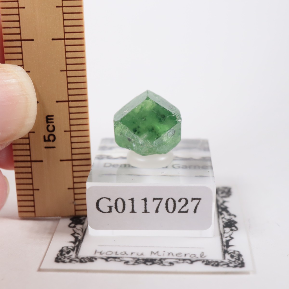 �ѥ������� �ǥޥ�ȥ��ɥ����ͥå�