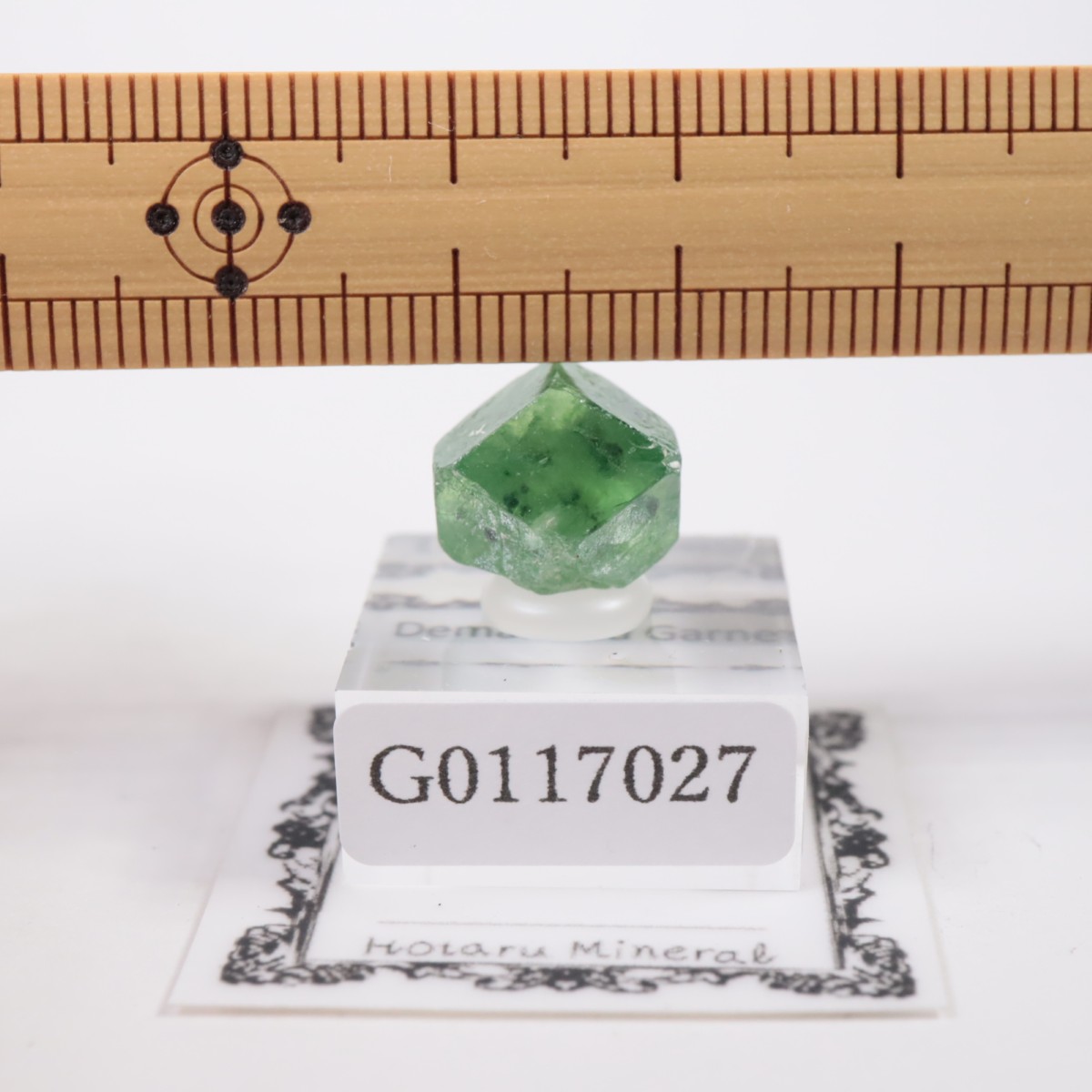 �ѥ������� �ǥޥ�ȥ��ɥ����ͥå�