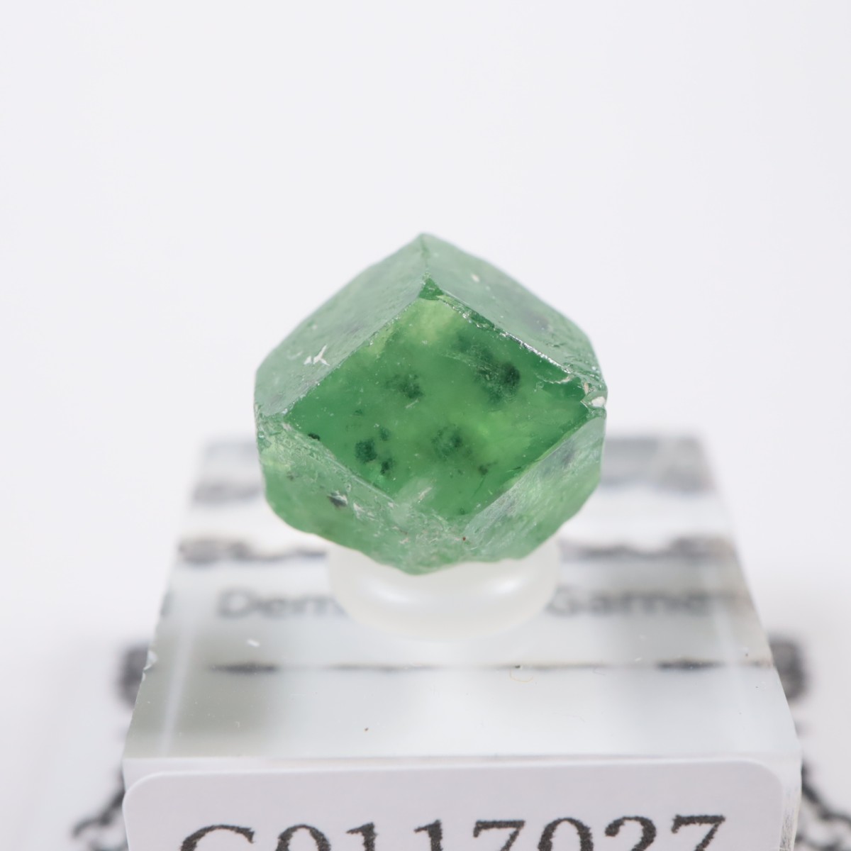 �ѥ������� �ǥޥ�ȥ��ɥ����ͥå�