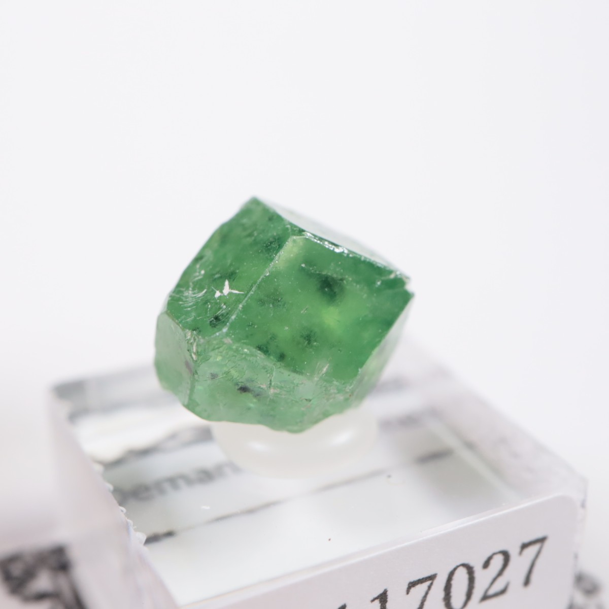 �ѥ������� �ǥޥ�ȥ��ɥ����ͥå�