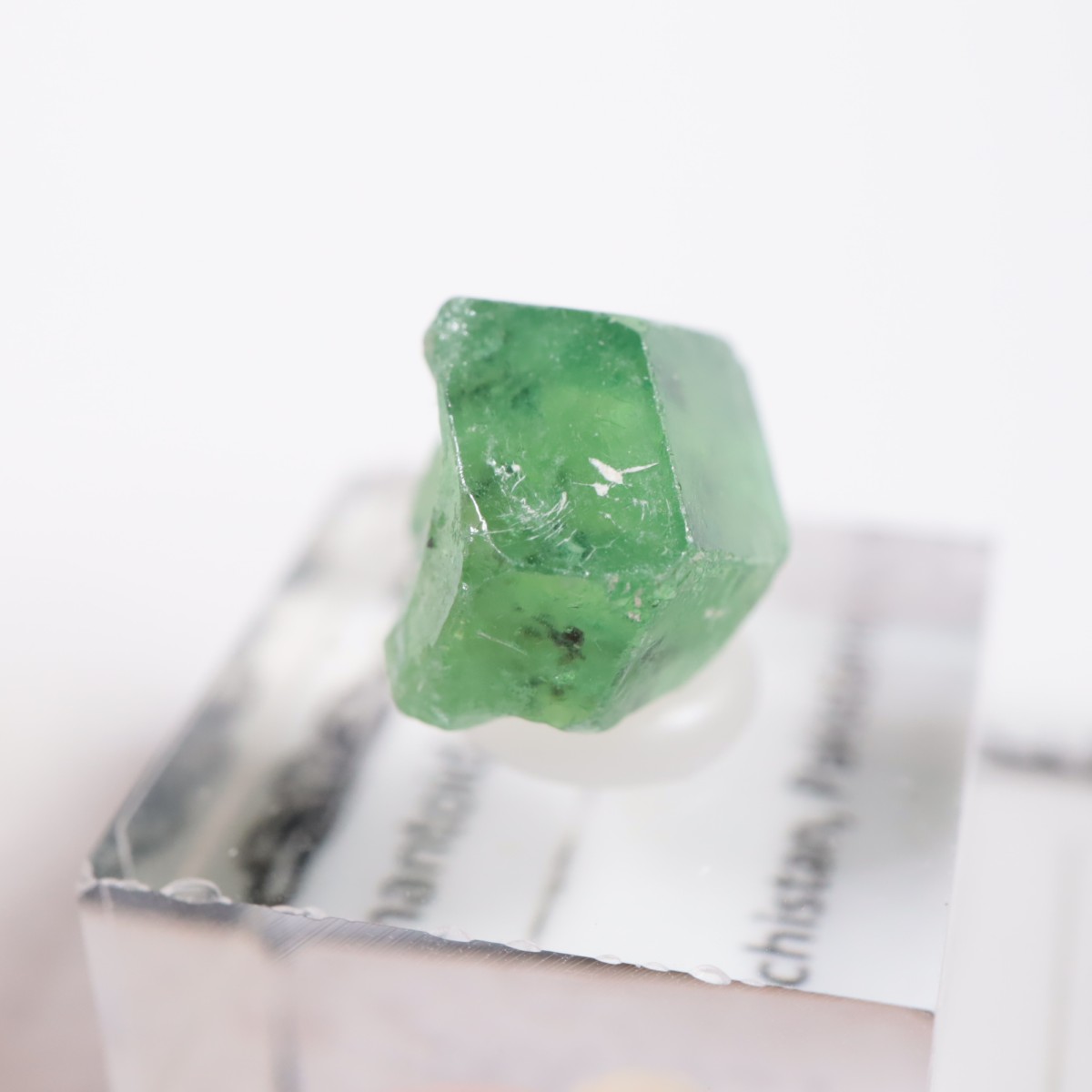 �ѥ������� �ǥޥ�ȥ��ɥ����ͥå�