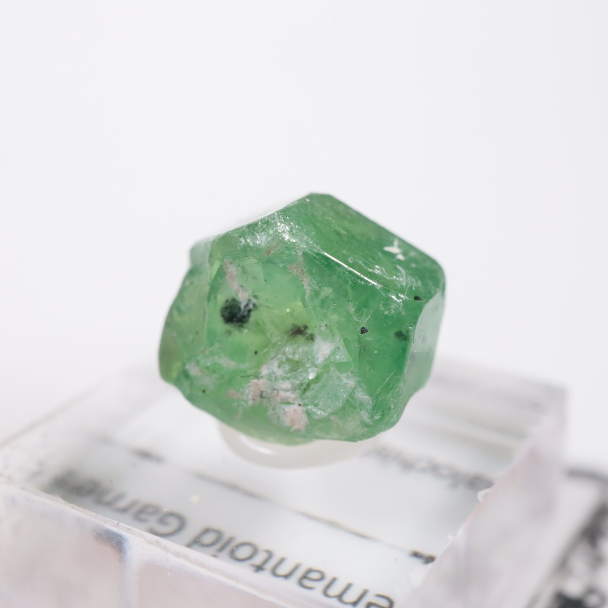 �ѥ������� �ǥޥ�ȥ��ɥ����ͥå�