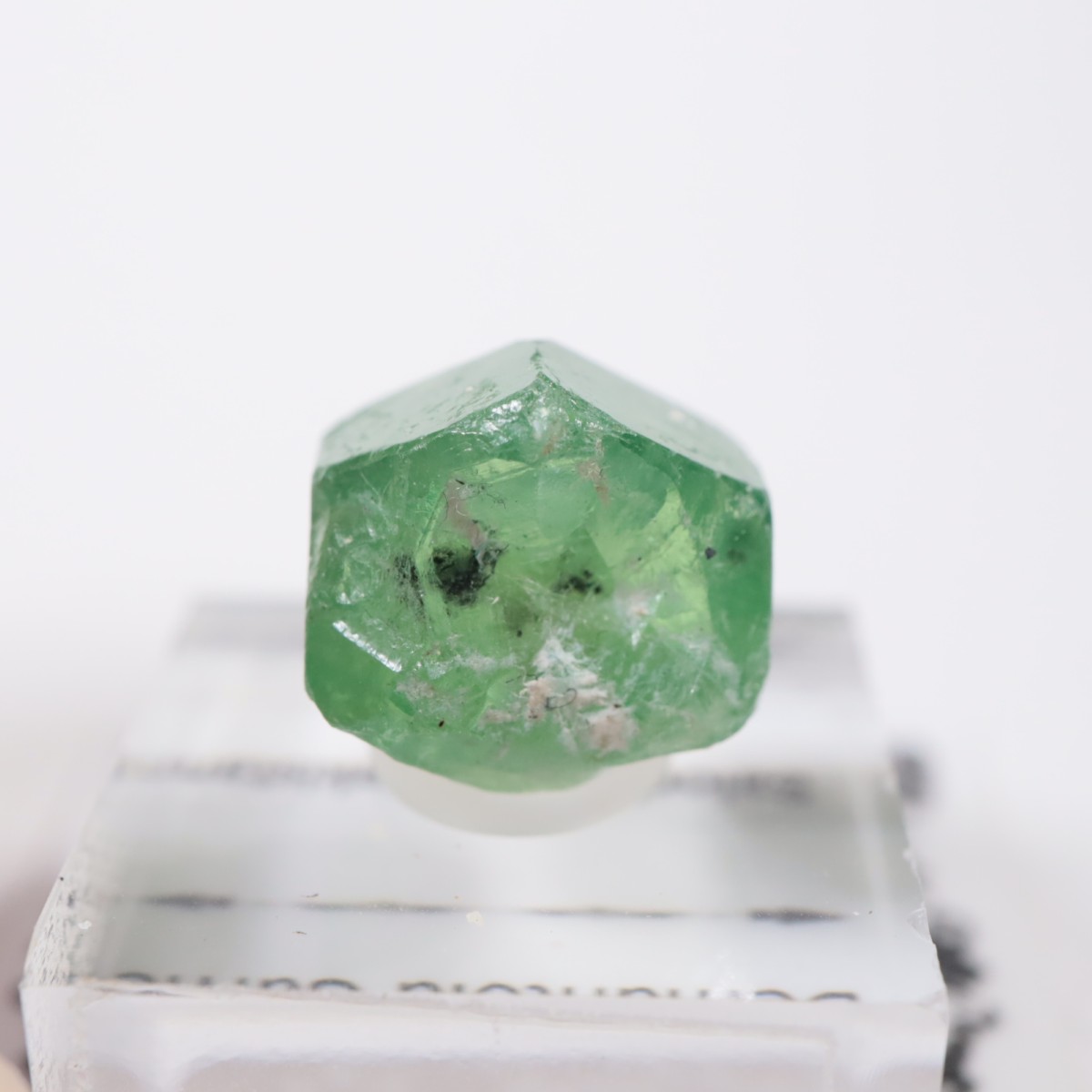 �ѥ������� �ǥޥ�ȥ��ɥ����ͥå�