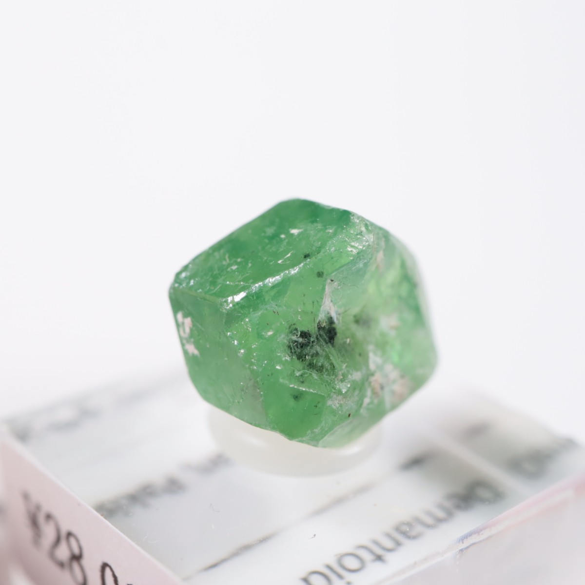 �ѥ������� �ǥޥ�ȥ��ɥ����ͥå�