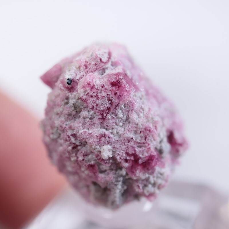 Ruby Violet Claim������åɥ٥��