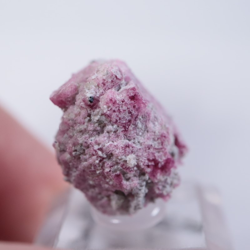 Ruby Violet Claim������åɥ٥��