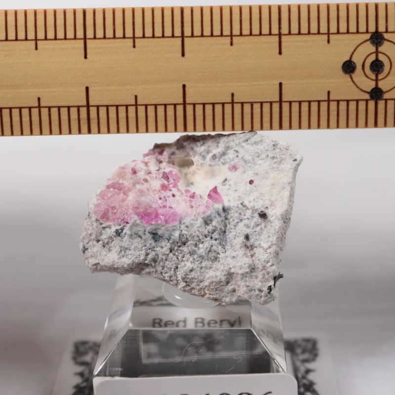 Ruby Violet Claim������åɥ٥��