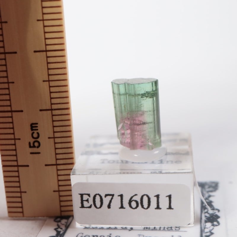 �ߥʥ������饤���� �ȥ�ޥ��