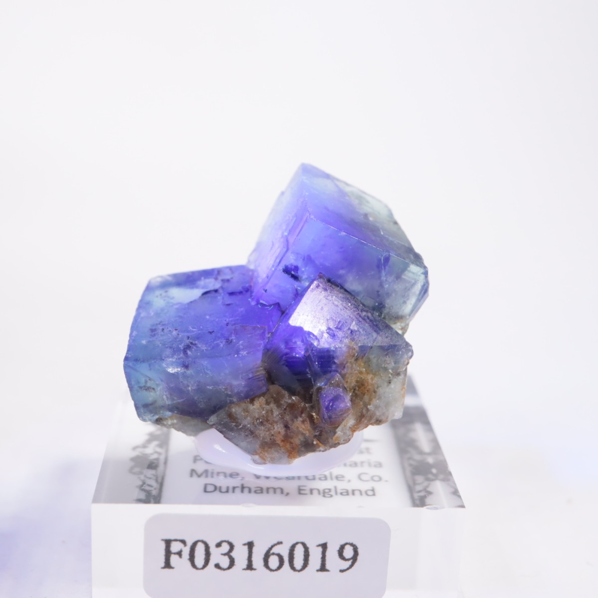 The Hidden Forest Pocket�� �ե����饤��