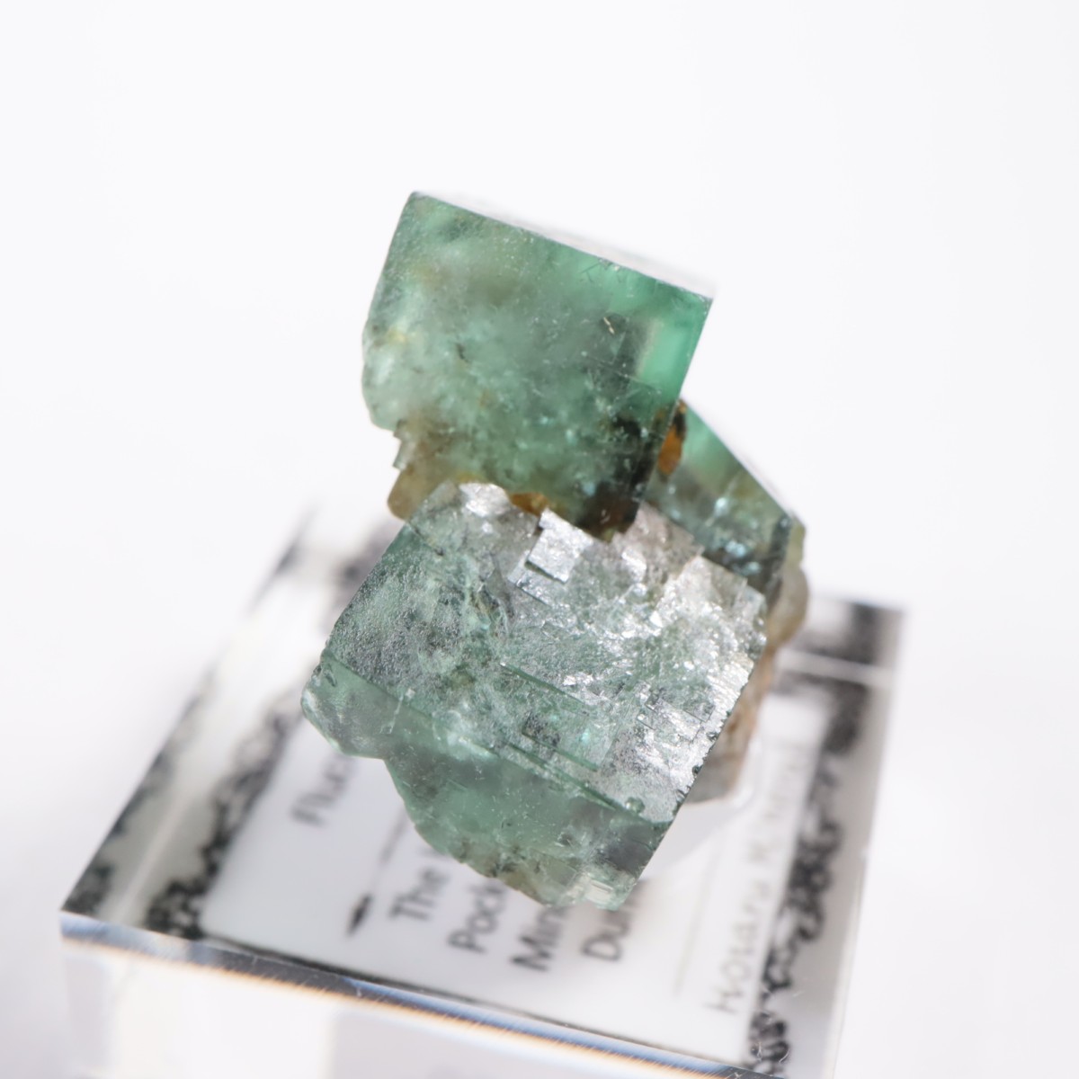 The Hidden Forest Pocket�� �ե����饤��