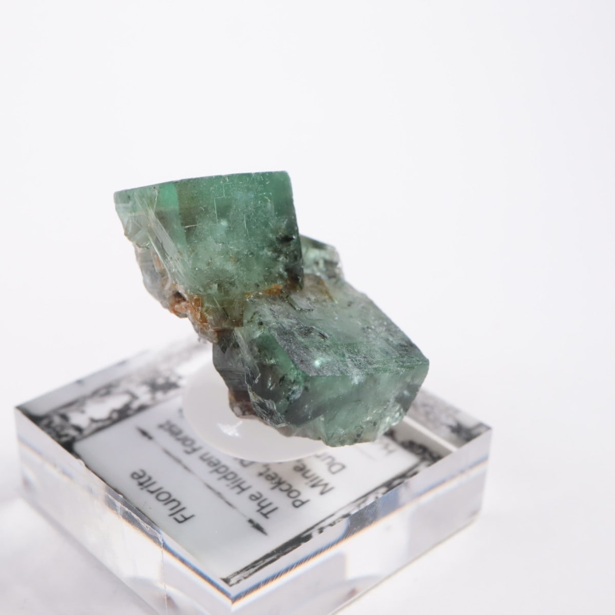 The Hidden Forest Pocket�� �ե����饤��