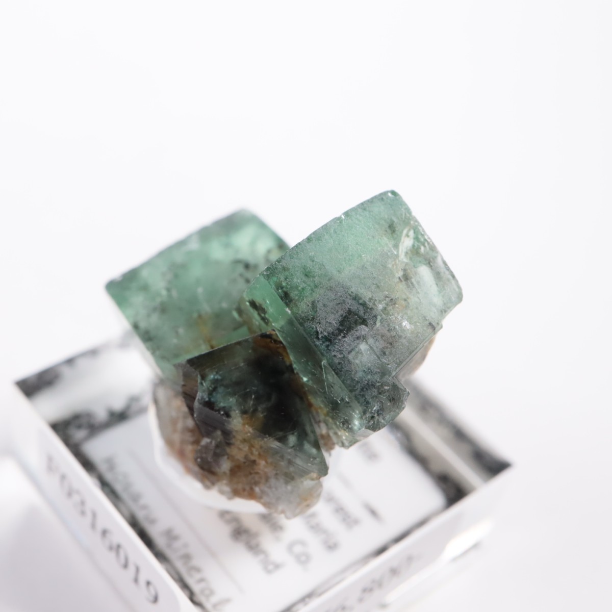 The Hidden Forest Pocket�� �ե����饤��