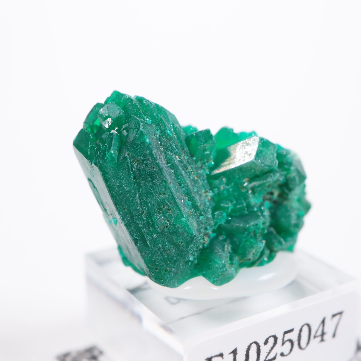 ���󥴻� �������ץơ���