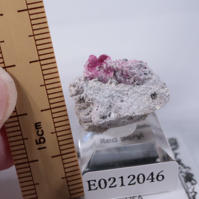 Ruby Violet Claim������åɥ٥��