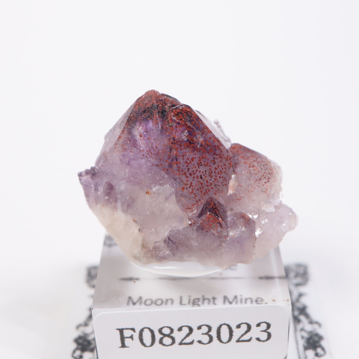 Moon Light�ۻ� ���᥷����with�إޥ�����