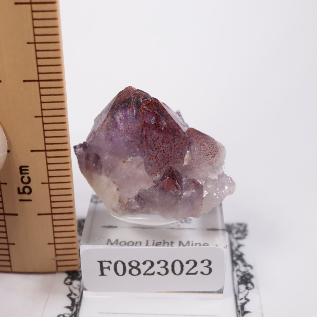 Moon Light�ۻ� ���᥷����with�إޥ�����