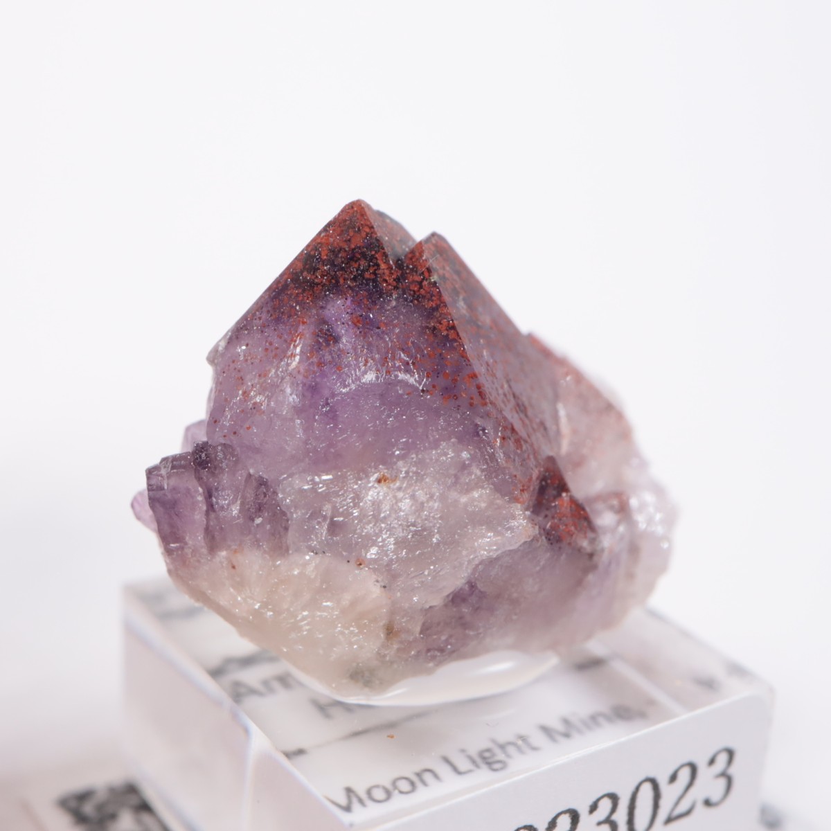 Moon Light�ۻ� ���᥷����with�إޥ�����