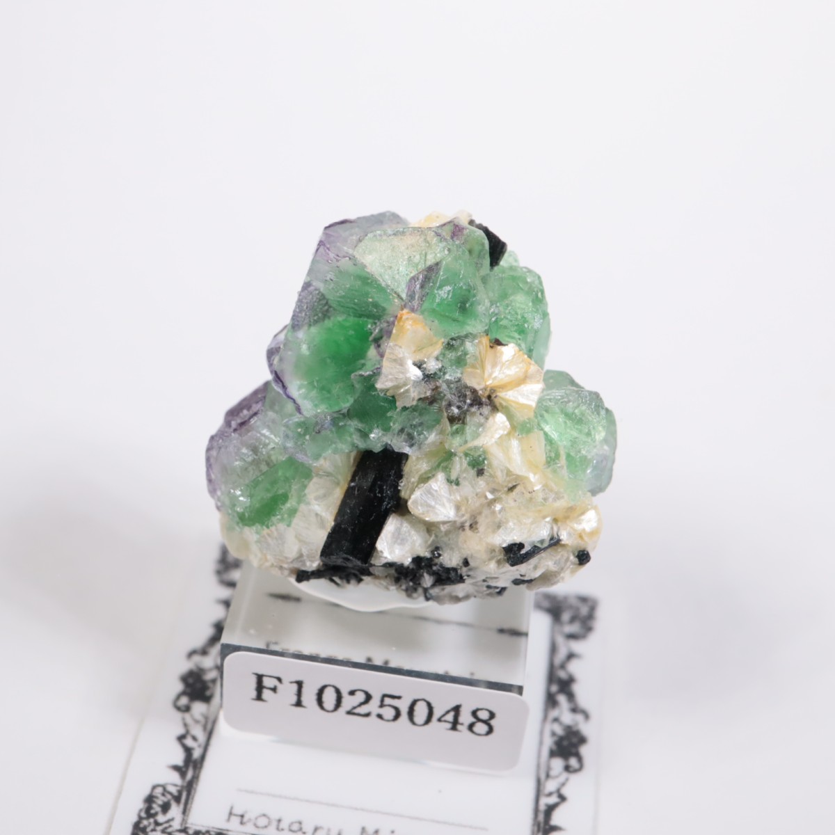 �����󥴹ۻ��� �ե����饤��