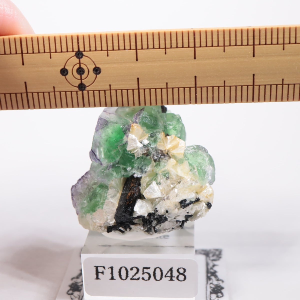 �����󥴹ۻ��� �ե����饤��