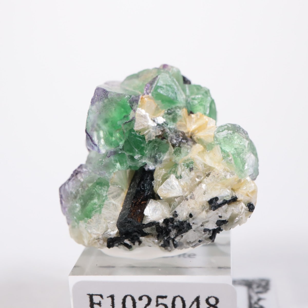 �����󥴹ۻ��� �ե����饤��