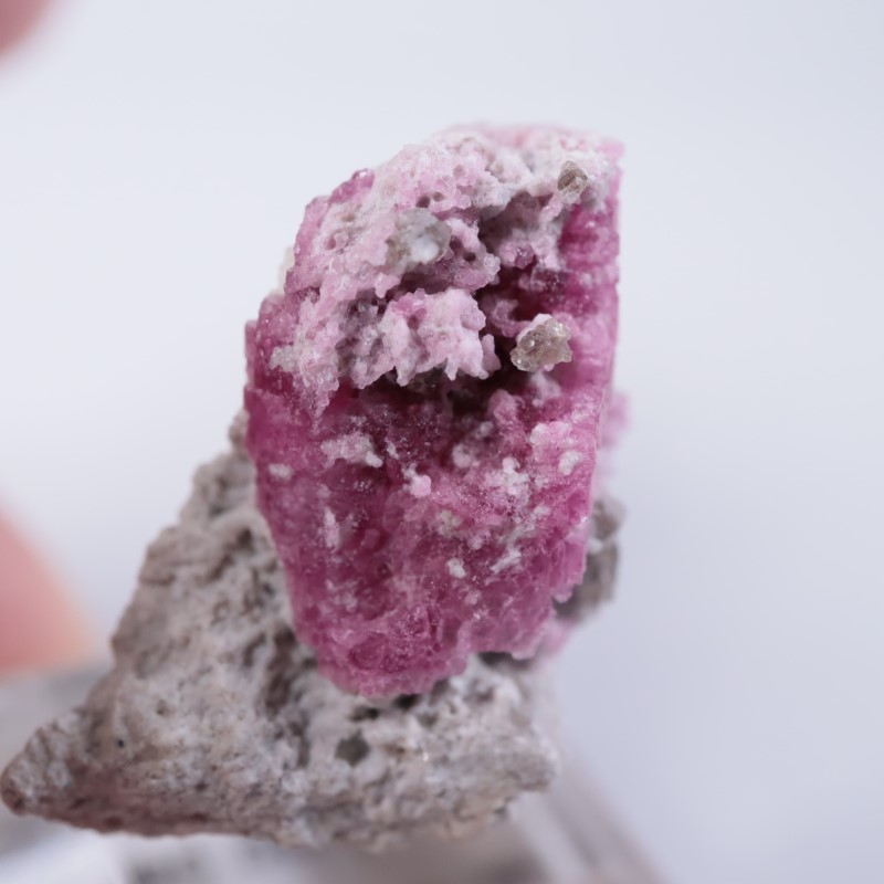 Ruby Violet Claim������åɥ٥��