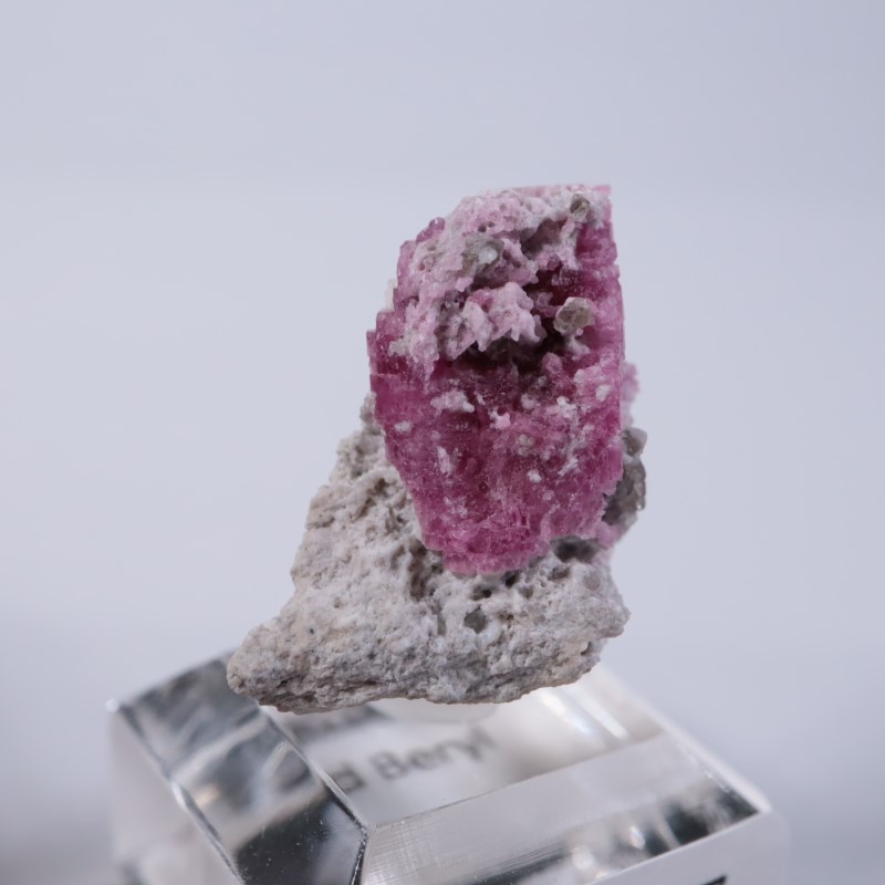 Ruby Violet Claim������åɥ٥��