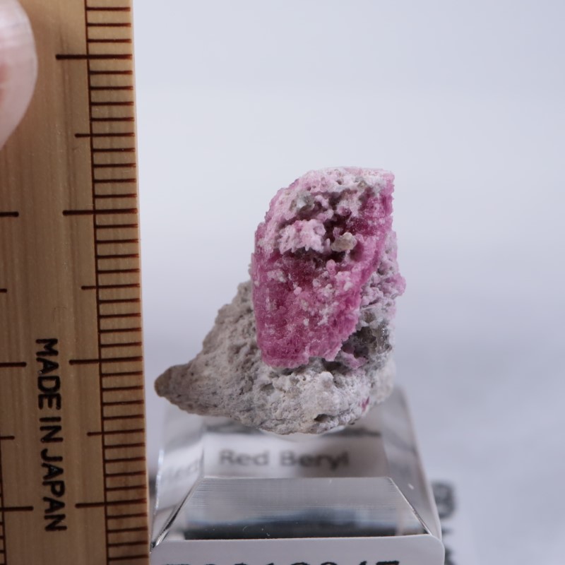 Ruby Violet Claim������åɥ٥��